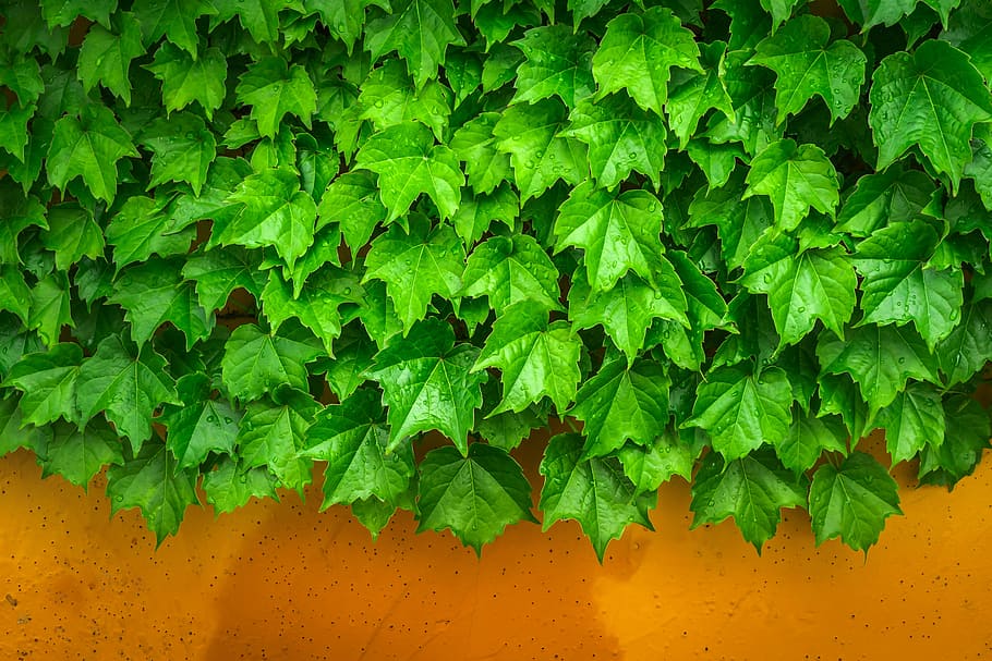 green leafs during daytime, ivy, vine, the leaves, plants, hwalyeob, HD wallpaper
