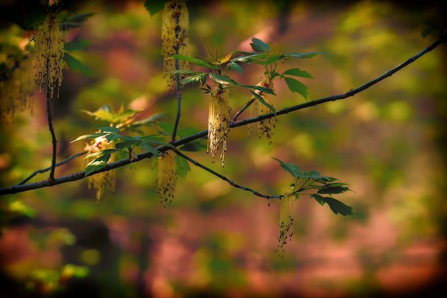 spring, nature, leaf, plant, tree, growth, branches, focus on foreground HD wallpaper