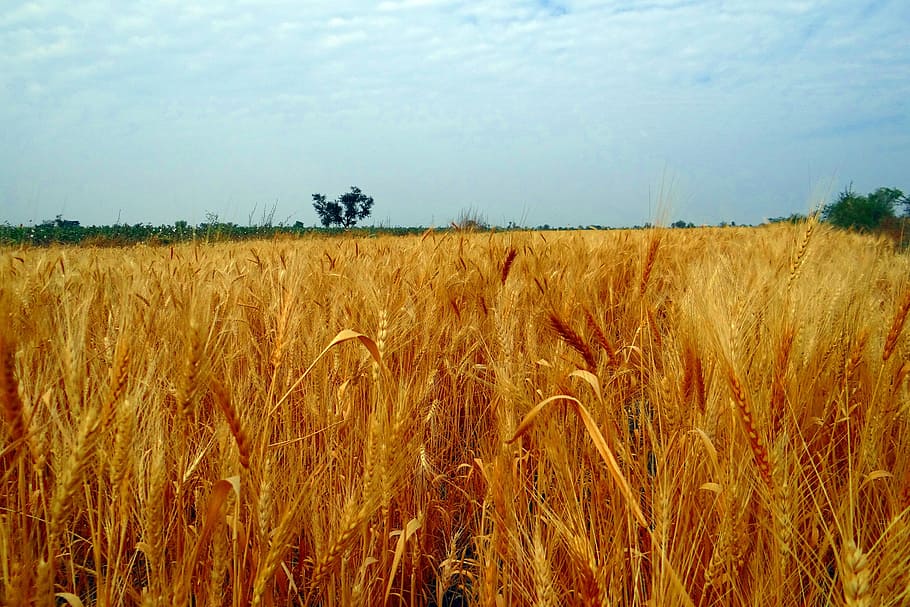 wheat fields, crop, harvest, wheat spikes, ripe, grains, cereals HD wallpaper