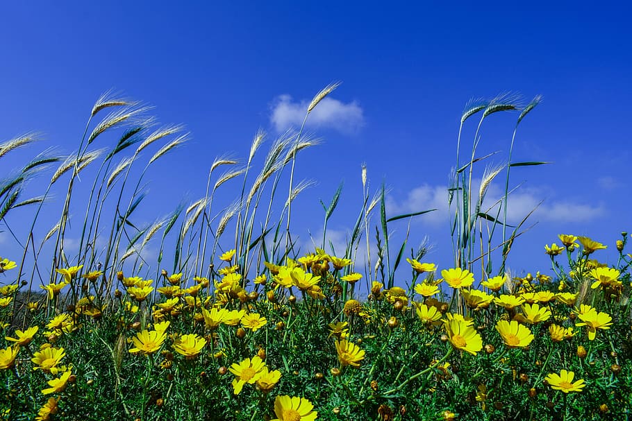 cereal, barley, flowers, spring, nature, yellow, agriculture HD wallpaper