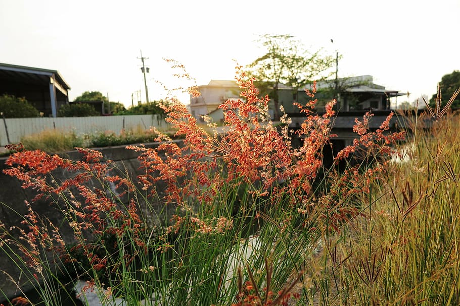grass, landscape, small fresh, plant, growth, sky, architecture HD wallpaper