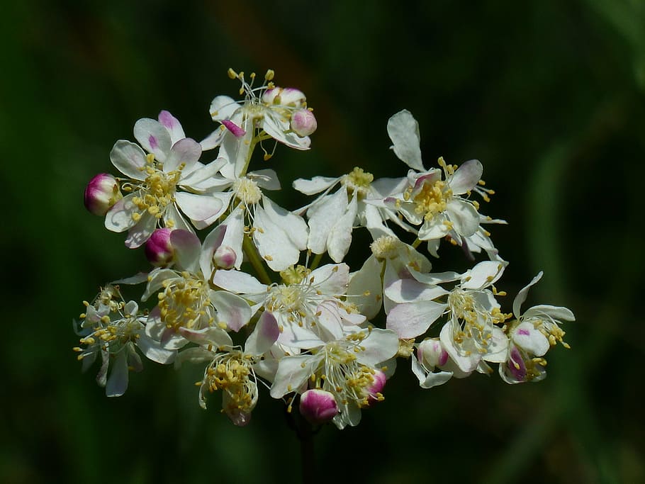 dropwort, flower, plant, blossom, bloom, white, inflorescence HD wallpaper