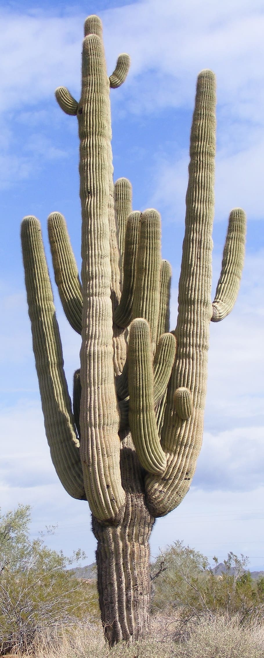 cactus, multiple arms, saguaro, arizona, sonoran, desert, southwest, HD wallpaper