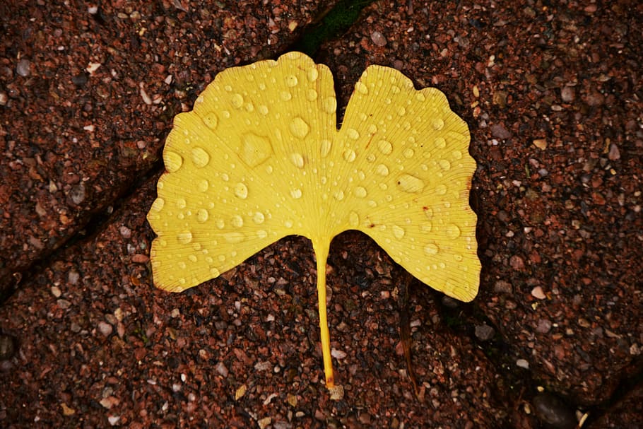 ginkgo, ginkgo leaf, autumn, welkes sheet, withered, yellow sheet, HD wallpaper