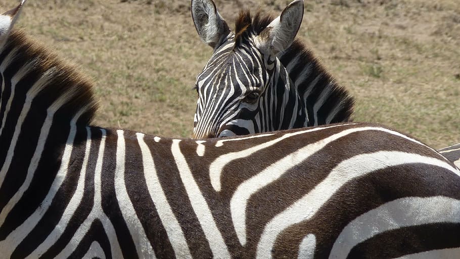 zebra, view, kenya, head, safari, stripes, wild animal, close HD wallpaper