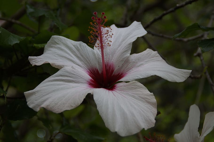 Hibiscus, White, Flower, Blossom, Bloom, mallow, malvaceae, HD wallpaper