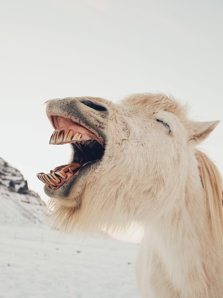 long-coated brown animal, closeup photo of white horse, teeth HD wallpaper