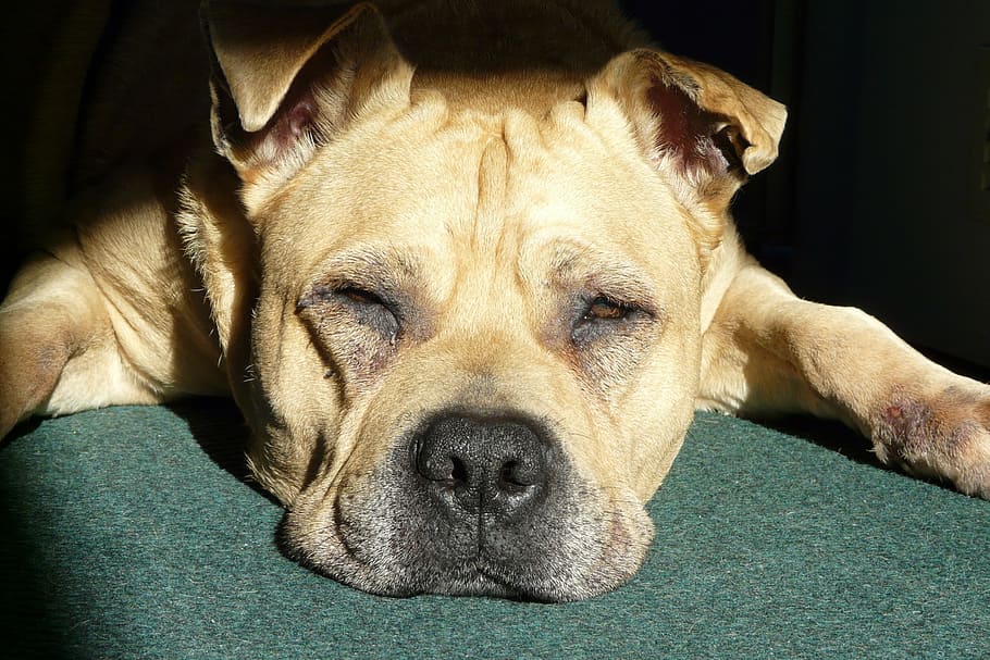 short-coated tan dog, lazy dog, pet, portrait, trusting, friend, HD wallpaper