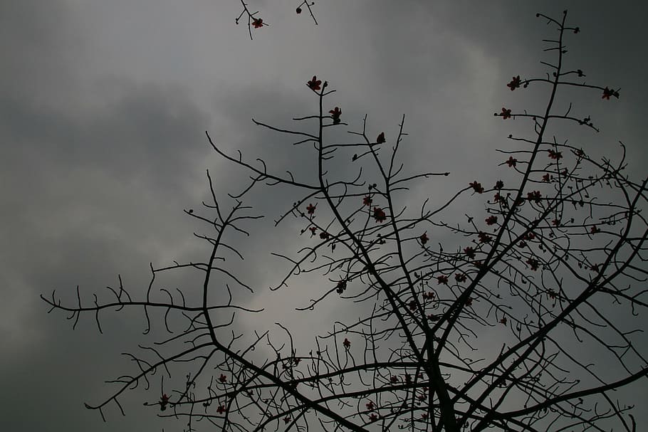 kapok, cloudy day, mood, nature, tree, bird, branch, plant HD wallpaper