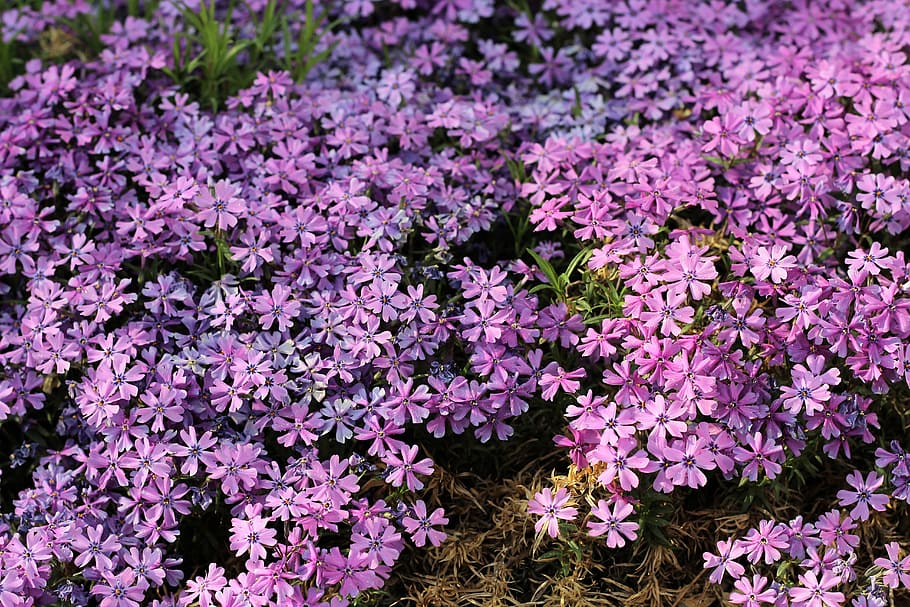 spring, forget, pink, flower, floral, flowering plant, freshness HD wallpaper