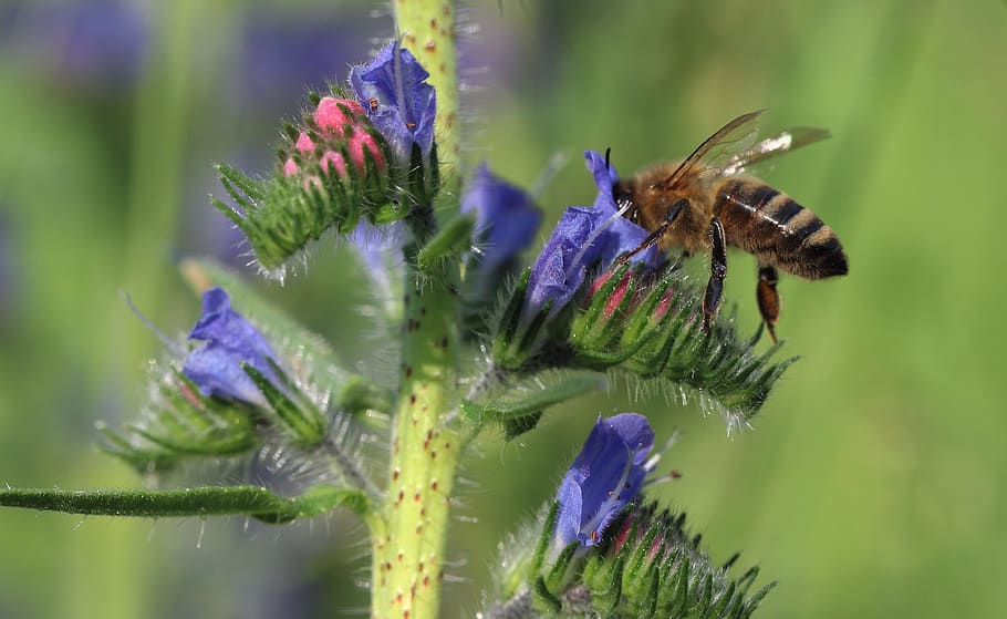 bee, flower, macro photography, insect, flora, pollen, summer, HD wallpaper