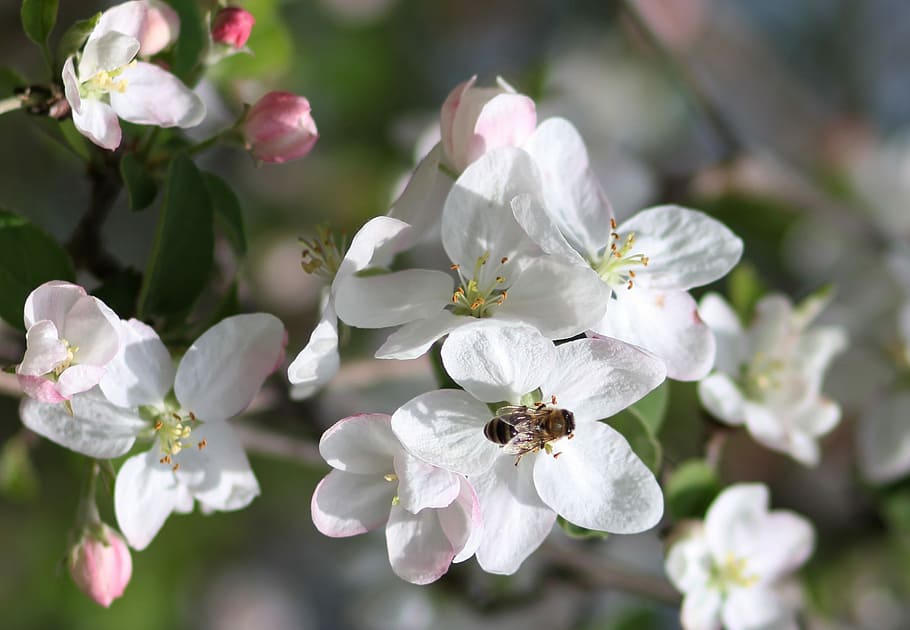 flowers, white, tree, fruit, casey, spring, flourished, flowering plant HD wallpaper