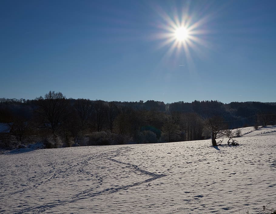 snow, winter, sun, traces, wintry, tree, winter bushes, white HD wallpaper