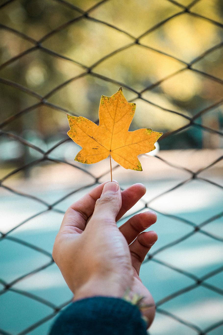 person holding maple leaf, person holding yellow leaf focus photography HD wallpaper