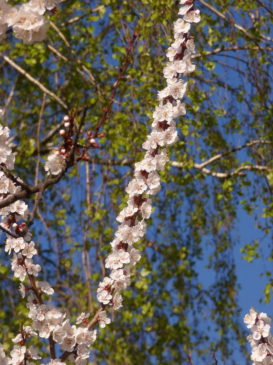spring, april, branch, plant, tree, day, nature, growth, beauty in nature HD wallpaper