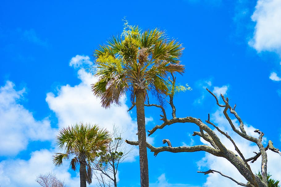 folly beach, sky, palm trees, nature, blue, outdoors, summer HD wallpaper