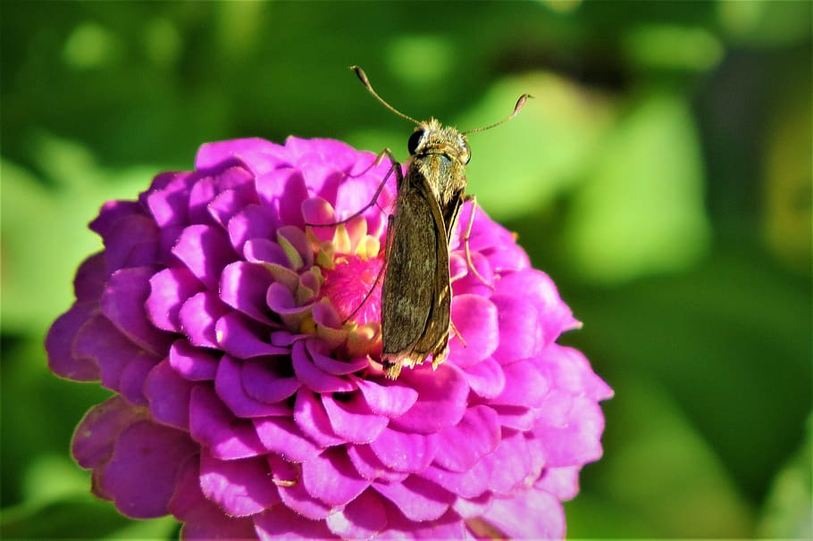moth, brown, rust, pink flower, garden, flowering plant, animal themes HD wallpaper