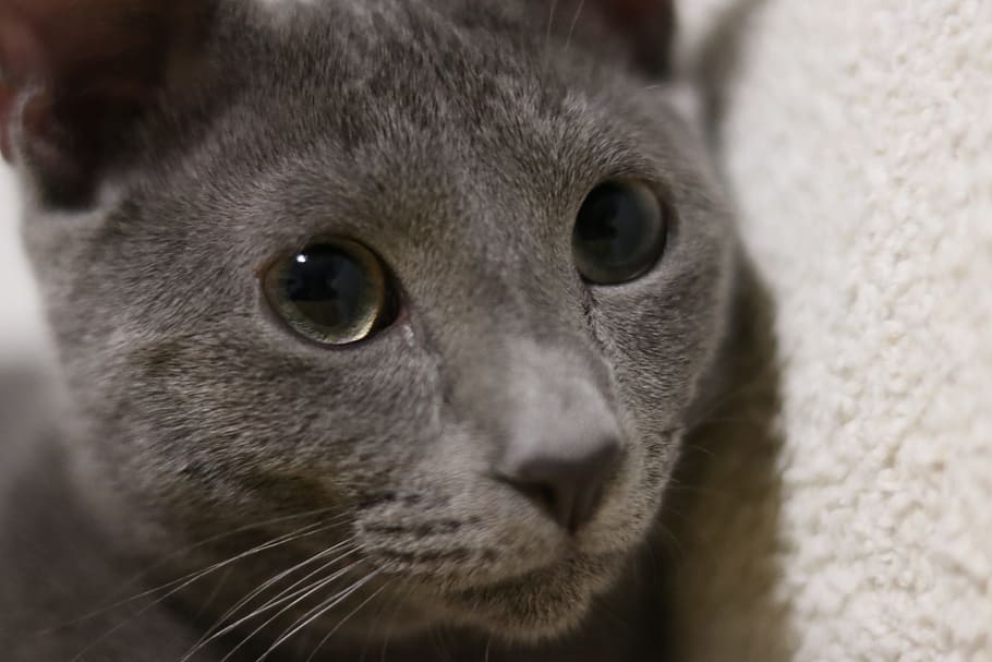 Cat, Russian Blue, Kitty, Kitten, Soft, gray, sleepy, portrait HD wallpaper