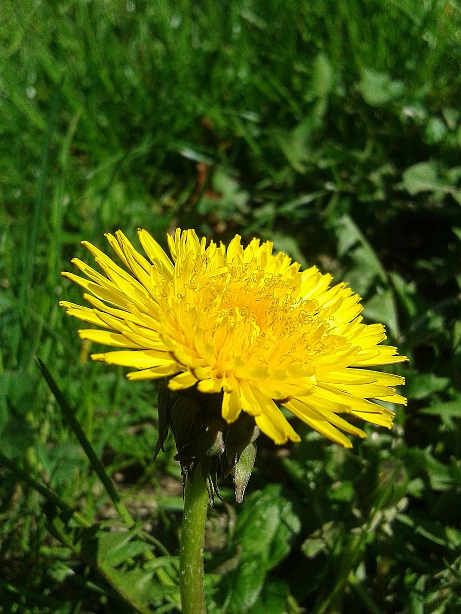 spring, dandelion, yellow, green, meadow, garden, rush, public record HD wallpaper