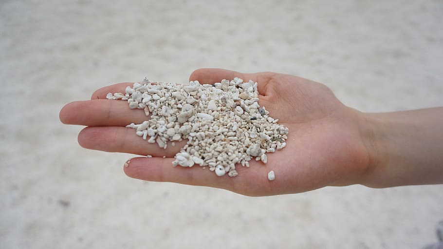 rock, beach, sand, food, human Hand, seed, nature, close-up HD wallpaper