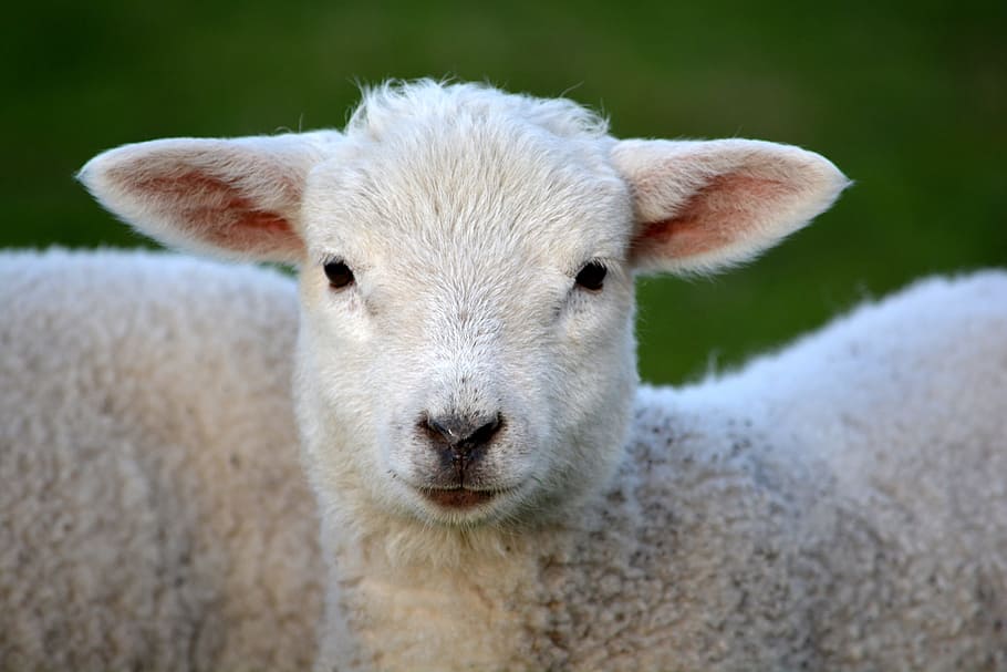 white sheep, lamb, spring, nature, animal, animal themes, one animal HD wallpaper