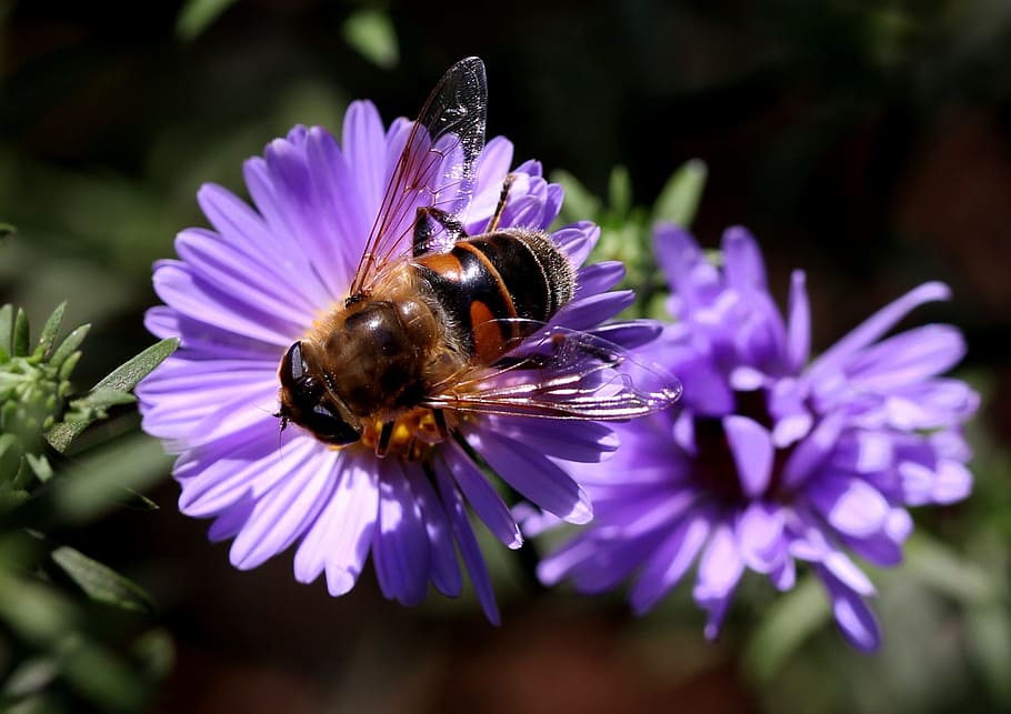 bee, flower, mov, insecta, pollination, flowering plant, flower head HD wallpaper