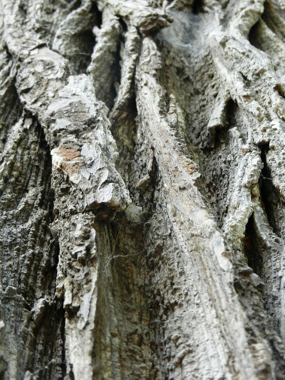 tree, konar, texture, trunk, nature, the bark, wood, the bark of the tree HD wallpaper