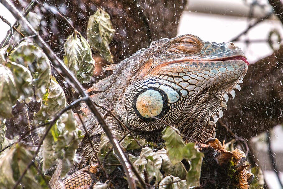 close-up photo of brown bearded dragon, lizard, wet, shower HD wallpaper
