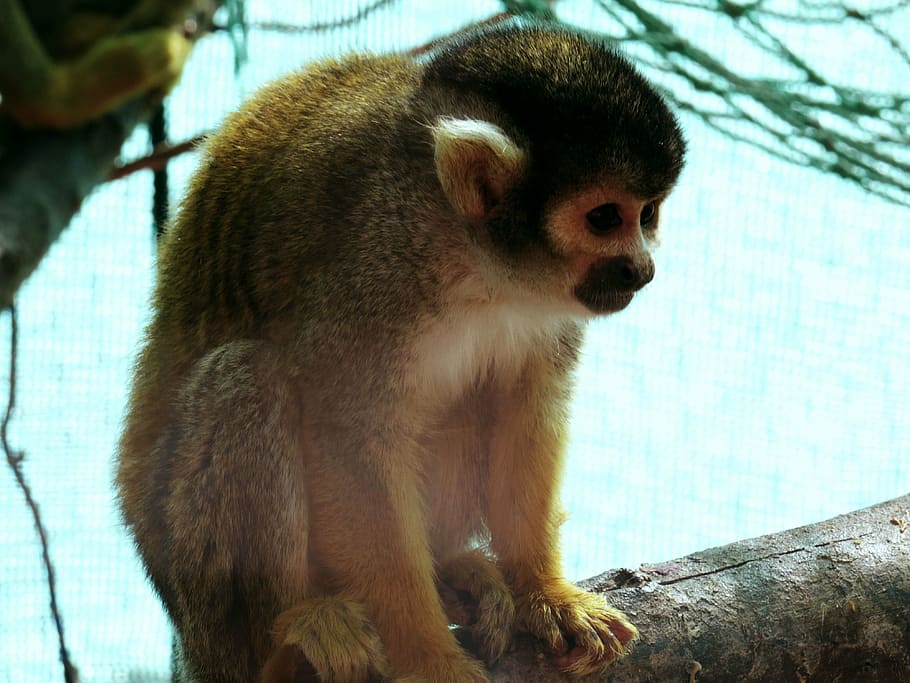 zoo, squirrel monkey, animal, mono, exotic animal, nature, fauna, HD wallpaper