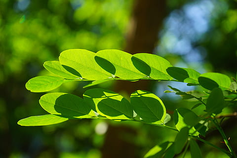common maple, leaf, green, robinia, leaf veins, filigree, leaf structures HD wallpaper