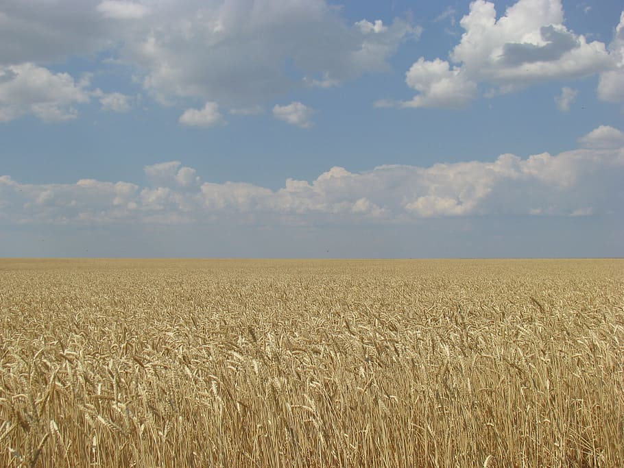 Field, Wheat, Horizon, august, summer, sky, agriculture, nature HD wallpaper