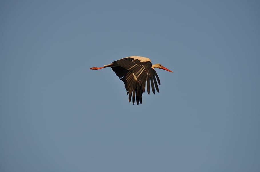 stork, sky, flight, ala, bird, wildlife, animal, nature, flying HD wallpaper