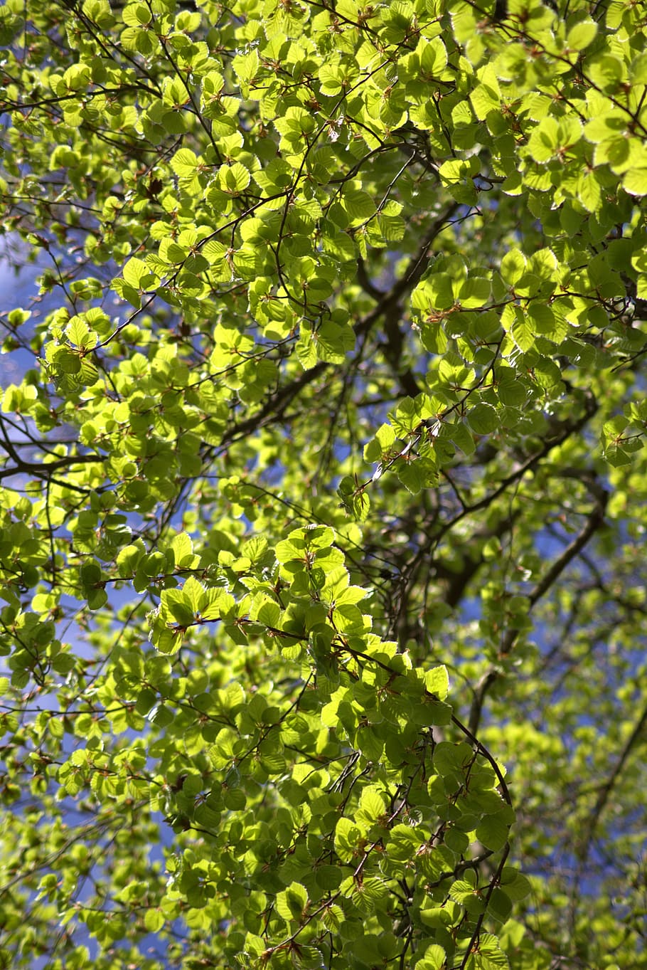 Leaves, Green, Green, Spring, Frisch, back light, nature, leaf, HD wallpaper