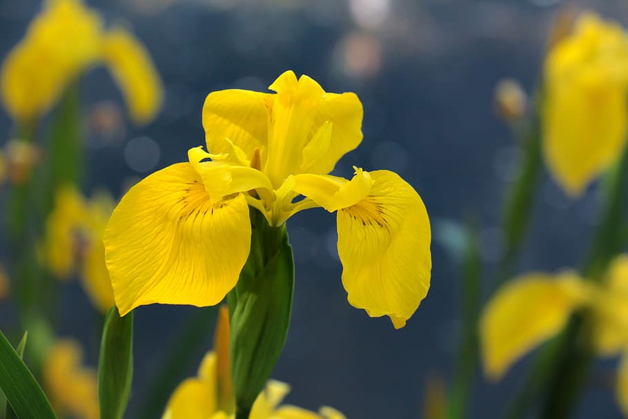 swamp iris, blossom, bloom, yellow, close, heyday, flowering plant HD wallpaper