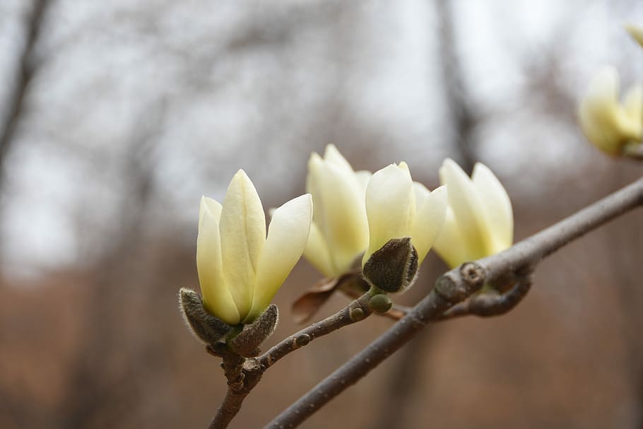 magnolia, white, nature, plant, flower, flowering plant, freshness HD wallpaper