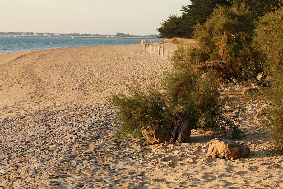 beach, sand, végetation, brittany, vendée, plant, land, water HD wallpaper