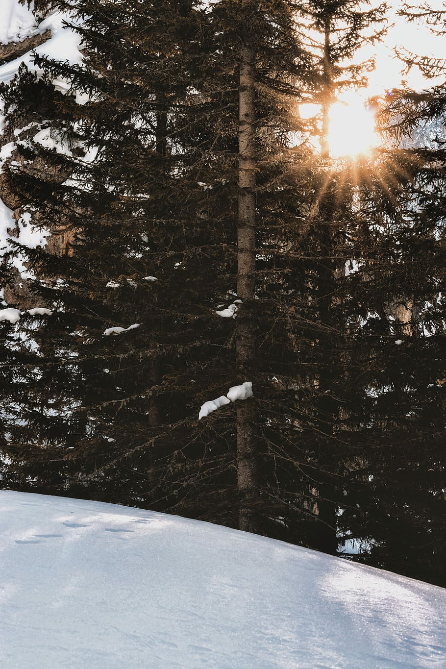 brown pine trees, trees near snowfield during daytime, forest HD wallpaper