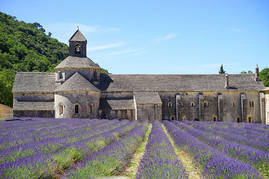 gray concrete chapel beside field of lavender flower, abbaye de sénanque