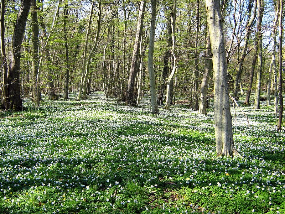white flower field under trees during daytime, Denmark, Landscape HD wallpaper