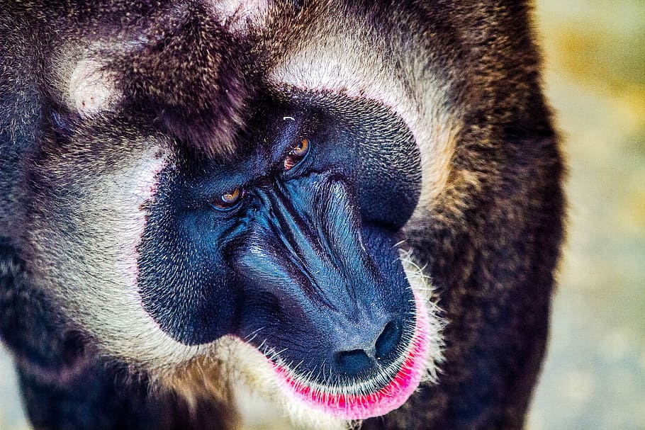 close up photo of baboon, black monkey at daytime, ape, face HD wallpaper