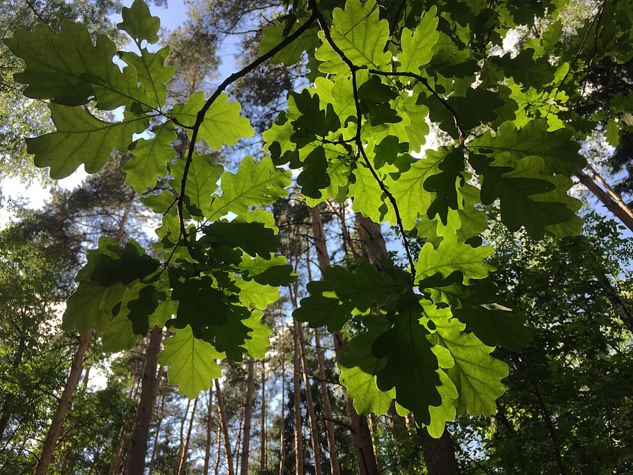nature, summer, leaf, forest, park, tree, plant, green, flora HD wallpaper