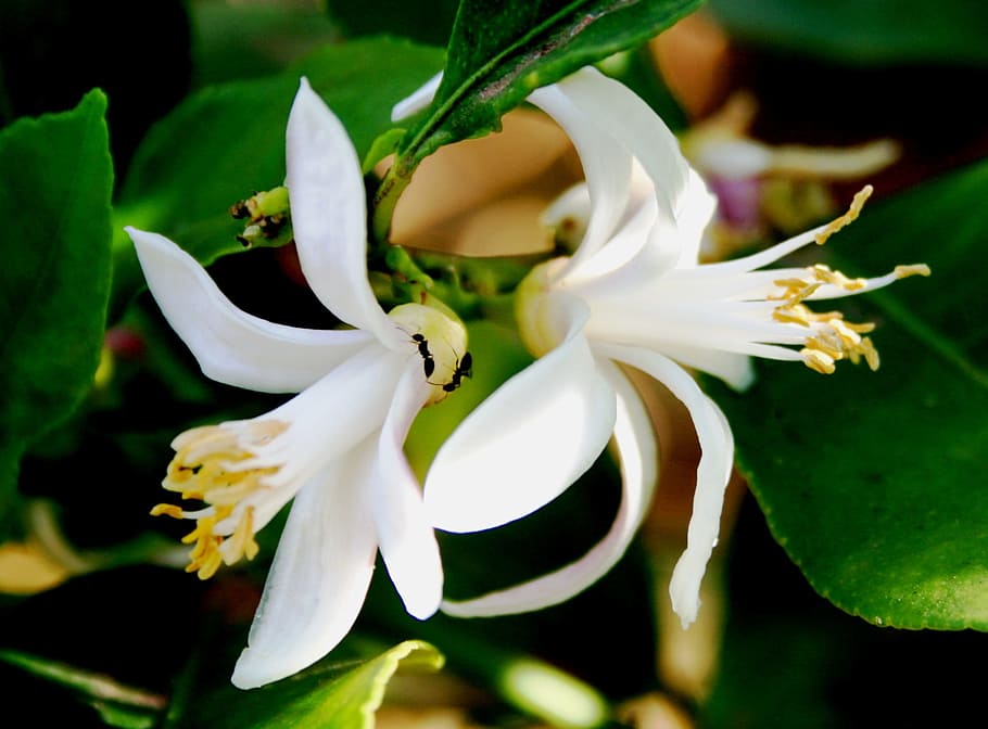 blossoms, lemon, white, pretty, stamen, petals, dainty, ants HD wallpaper