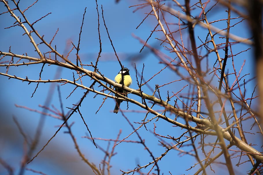 tit, bird, blue, sky, branch, autumn, winter, spring, nature HD wallpaper