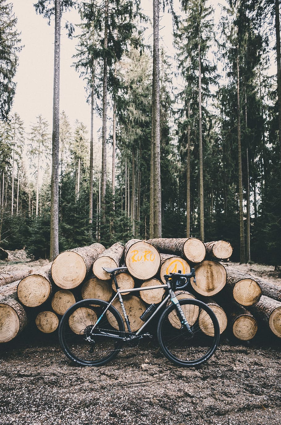 gray road bike leaning on tree logs, gray and black road bike