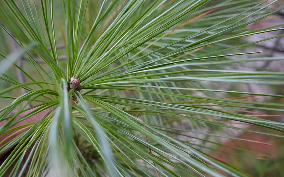 pine tree, needle leaves, leaf, coniferous, flora, outdoor HD wallpaper