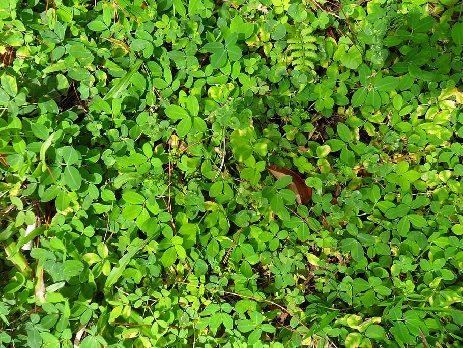 plants, greens, texture, leaf, foliage, undergrowth, shrubs HD wallpaper