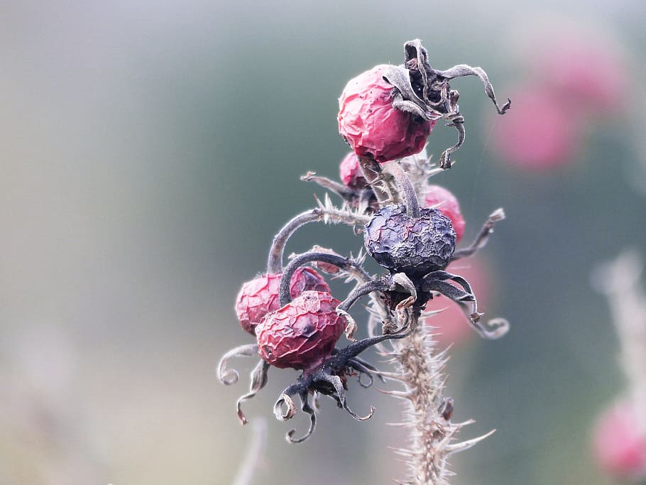 nature, rose hip, transient, transience, time of year, fruit HD wallpaper