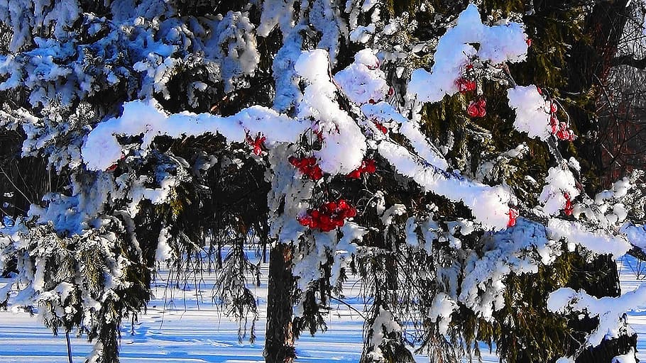 winter, rowan, forest, nature, snow, cluster, branch, berry HD wallpaper