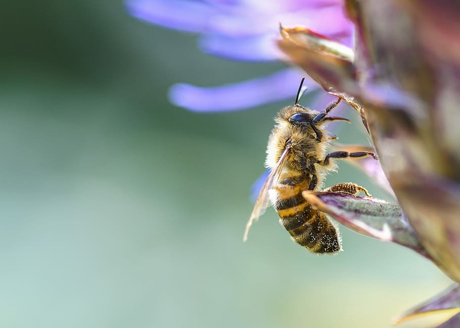 selective focus photography of honey bee perched on flower HD wallpaper