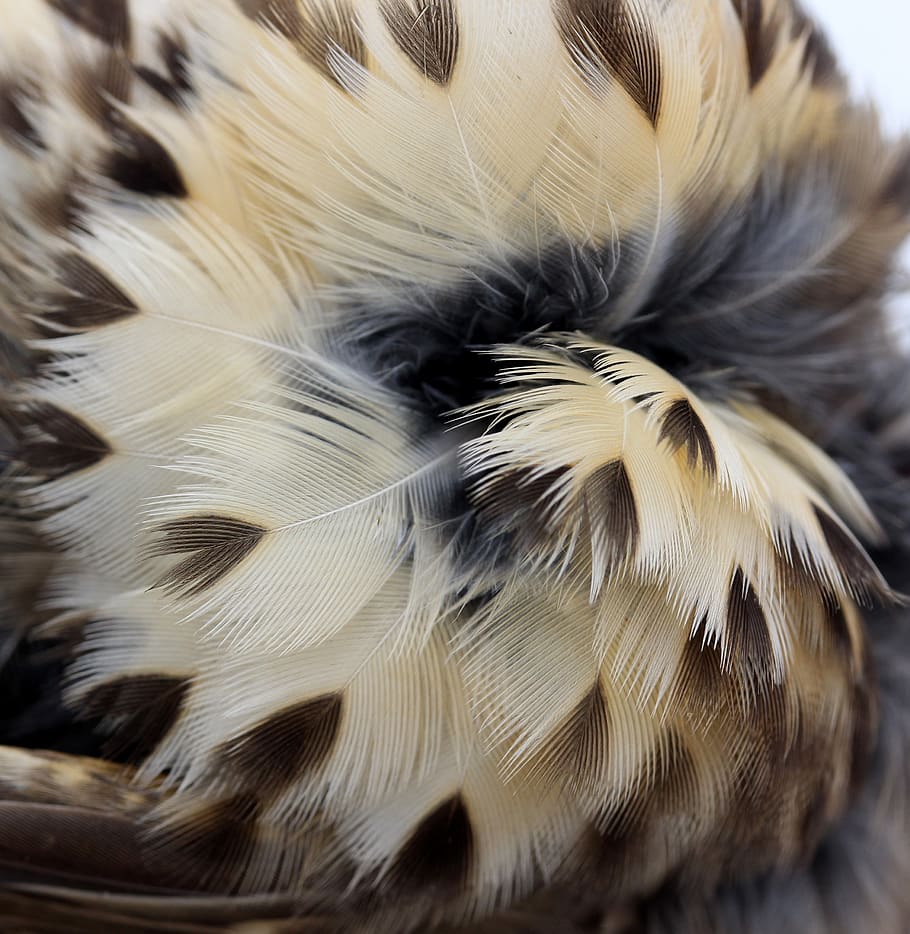 snowflakes, feather, birds, one animal, animal themes, close-up HD wallpaper